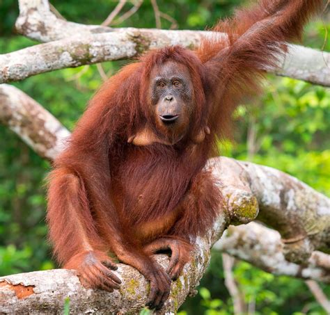 orangutan meaning.